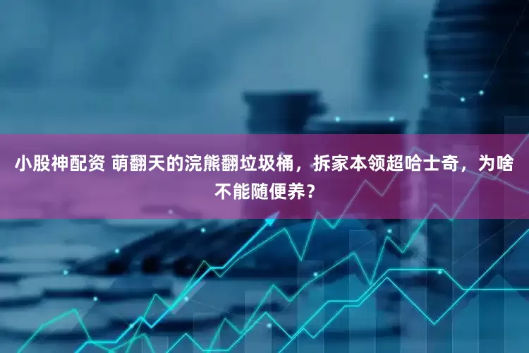小股神配资 萌翻天的浣熊翻垃圾桶，拆家本领超哈士奇，为啥不能随便养？
